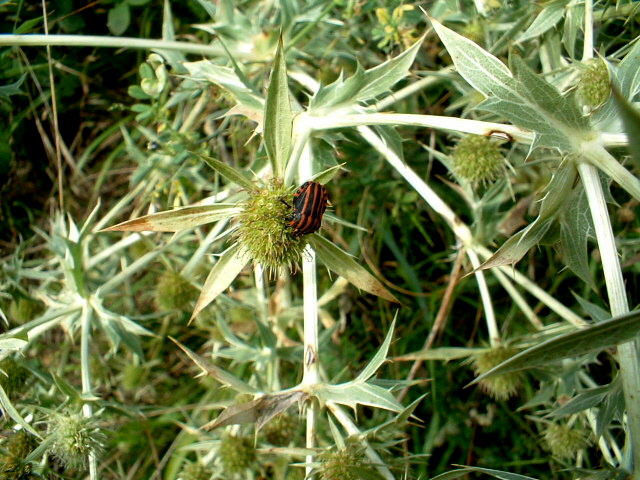 Eryngium amethystinum, Marrubium incanum, Echium vulgare